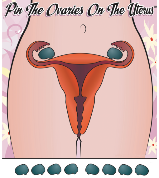 Pin Ovaries on Uterus - Image 2
