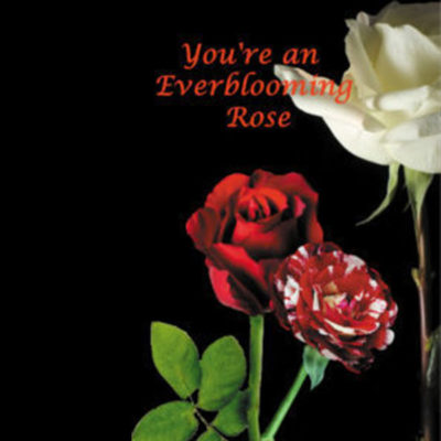 Everblooming Rose